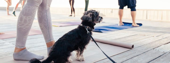 09.12.19 / Yoga + Bring Your Dog